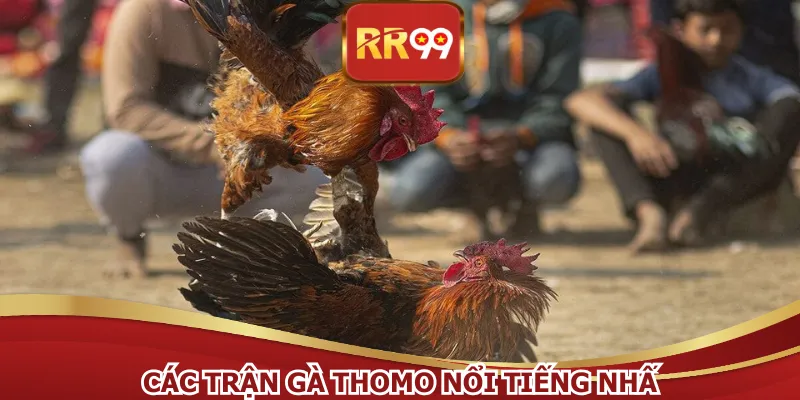 Các Trận Gà Thomo Nổi Tiếng Nhất - Video Đỉnh Cao 2026