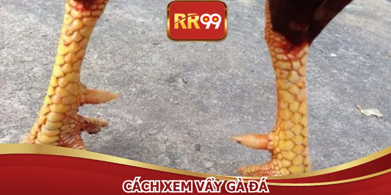 Cách Xem Vẩy Gà Đá - Bí Kíp Chọn Chiến Kê Bách Thắng