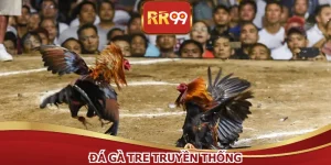 Đá Gà Tre Truyền Thống - Nghệ Thuật Chọi Gà Đỉnh Cao
